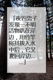 夜钓男子发现一不明活物趴在岸边，用竹竿将其拨入水中后，它又爬回岸边……